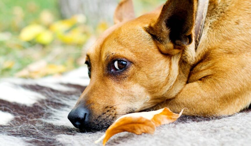 Ce semnificație are oftatul câinelui tău? Nu este vorba despre oboseală 1 ce mesaj incearca sa ti transmita cainele atunci cand ofteaza nu este obosit 6842f8e546078