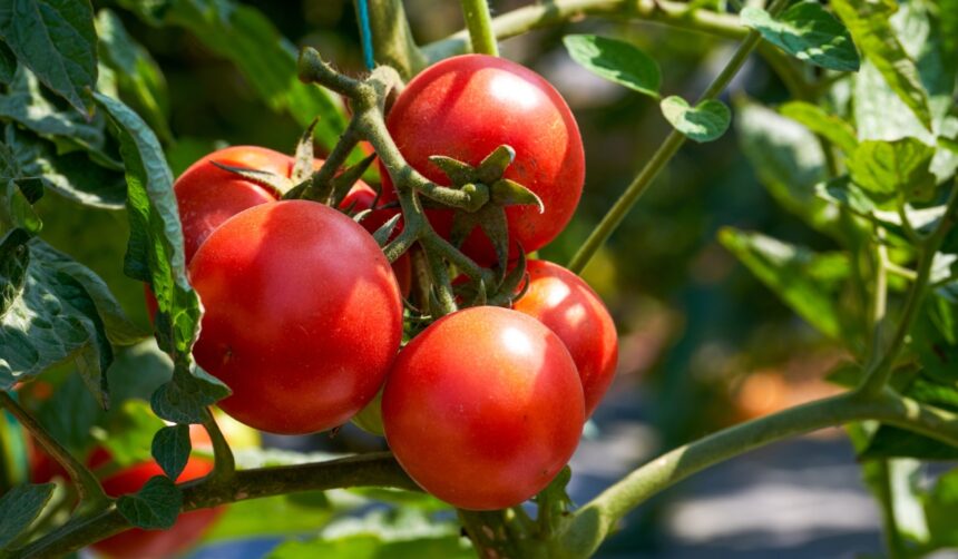 Secretele apei care transformă roșiile în plante puternice și sănătoase 1 ce poti adauga in apa cu care uzi rosiile ca sa ai plante mai sanatoase si mai rezistente 68527441853a3