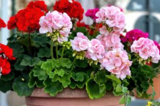 ce sa pui in pamantul muscatelor sa infloreasca toata vara vor fi mai sanatoase si cu mai multi lastari 684938888f76d