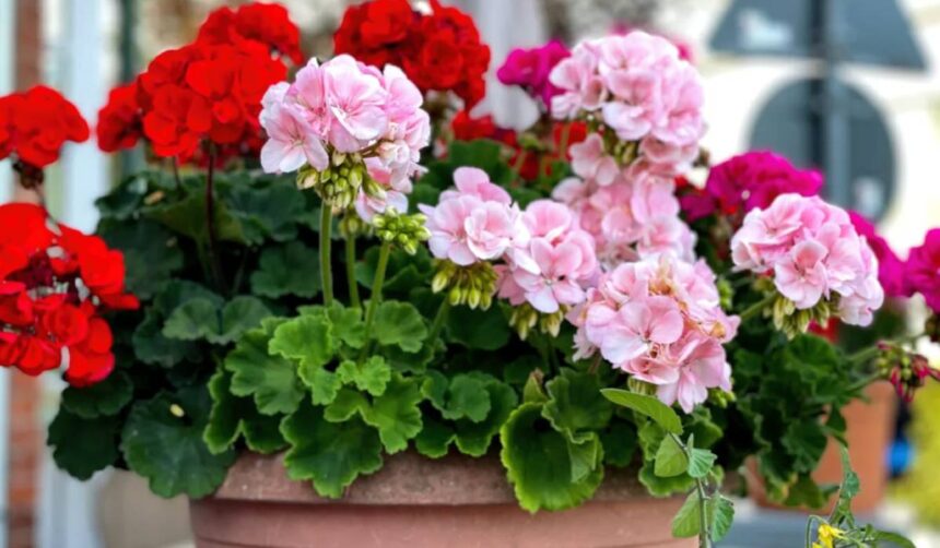 Secretele pentru un pământ perfect pentru mușcate: cum să le faci să înflorească vibrant pe toată durata verii 1 ce sa pui in pamantul muscatelor sa infloreasca toata vara vor fi mai sanatoase si cu mai multi lastari 684938888f76d