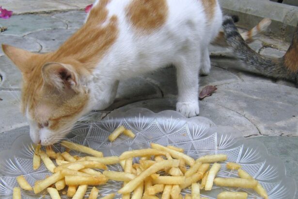 ce se intampla daca pisica ta mananca din greseala cartofi prajiti 683f16072c890