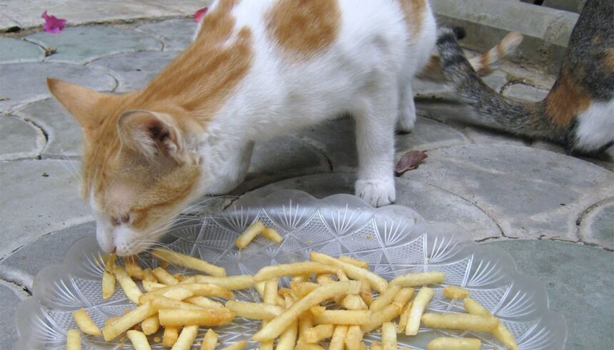 Consecințele surprinzătoare ale consumului de cartofi prăjiți de către pisica ta 1 ce se intampla daca pisica ta mananca din greseala cartofi prajiti 683f16072c890