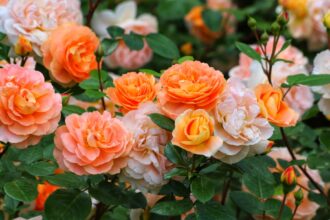 ce trebuie sa faci daca vrei ca trandafirii din curte sa infloreasca toata vara secretul gradinarilor 68502ee8295e7