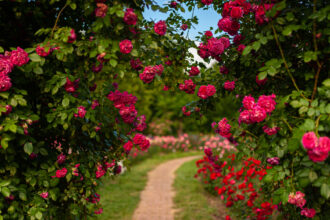 ce trebuie sa le faci saptamanal trandafirilor pentru a inflori toata vara nu sunt pretentiosi 685564af20650