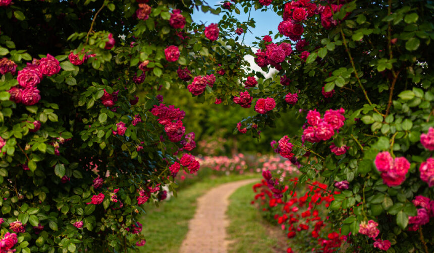 Îngrijirea săptămânală a trandafirilor pentru o vară plină de flori! Nu necesită mult efort 1 ce trebuie sa le faci saptamanal trandafirilor pentru a inflori toata vara nu sunt pretentiosi 685564af20650