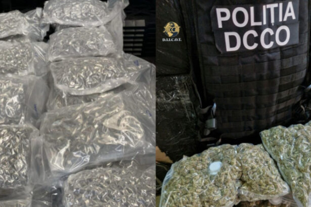 cinci persoane retinute si doua sub control judiciar intr un caz trafic de substante psihoactive aduse din olanda o doza costa 15 lei 684c83502ca38