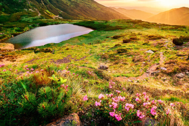 comisia europeana romania are termen doua luni sa ia masuri pentru a si proteja si gestiona siturile natura 2000 ce urmeaza apoi 6852ddffce24c