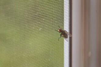 condimentul pe care sa il pui in apa pentru a scapa de muste pe timpul verii solutia naturala care inlocuieste spray urile din comert 6847c3d844873