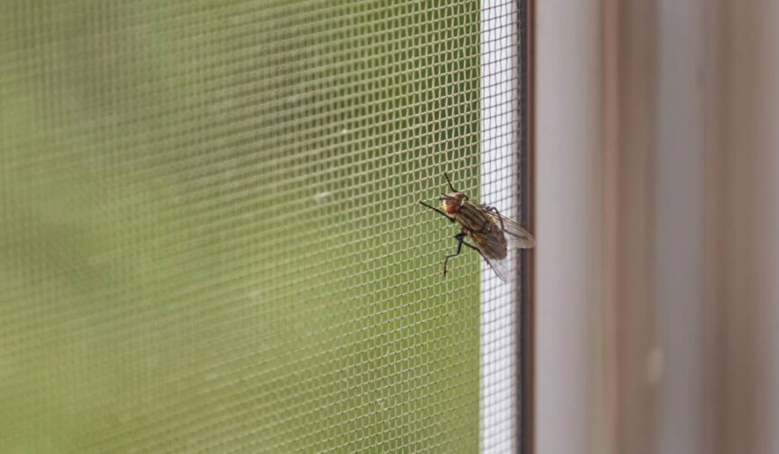 Miracolul natural care alungă muștele din apă, soluția ideală pentru vara ta 1 condimentul pe care sa il pui in apa pentru a scapa de muste pe timpul verii solutia naturala care inlocuieste spray urile din comert 6847c3d844873