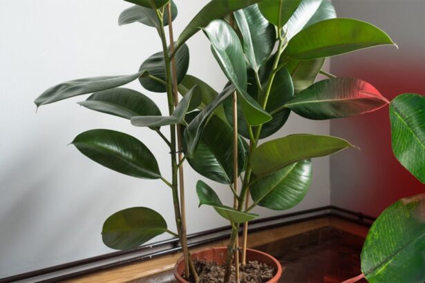 cum sa ai grija de un ficus in apartament de cate ori trebuie udat si unde trebuie pozitionat 684fcc9acb207