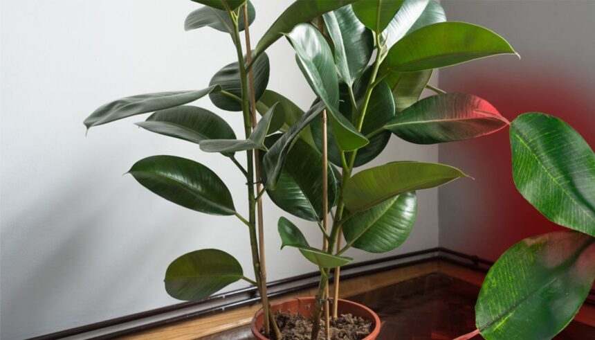 cum sa ai grija de un ficus in apartament de cate ori trebuie udat si unde trebuie pozitionat 684fcc9acb207