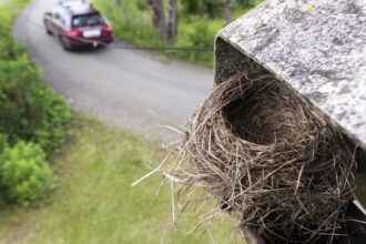 cum sa indepartezi un cuib de pasari fara sa le afectezi sau sa ti deteriorezi casa 683d3ee23d409