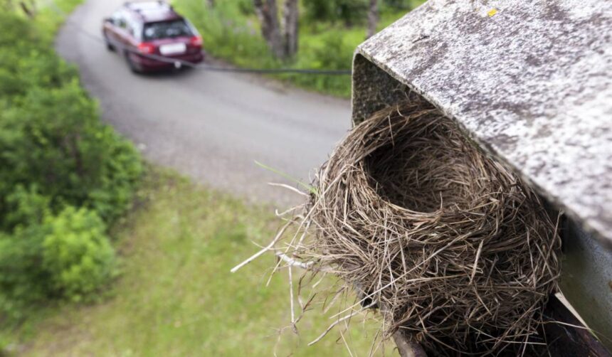 Ghid practic pentru îndepărtarea cuiburilor de păsări, fără a le deranja și fără a strica locuința 1 cum sa indepartezi un cuib de pasari fara sa le afectezi sau sa ti deteriorezi casa 683d3ee23d409