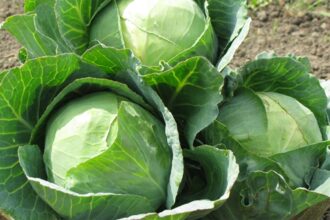 cum sa protejezi varza de gradina de daunatori cele mai bune 3 metode de prevenire si tratare a bolilor la culturile de varza 68592a61169cb