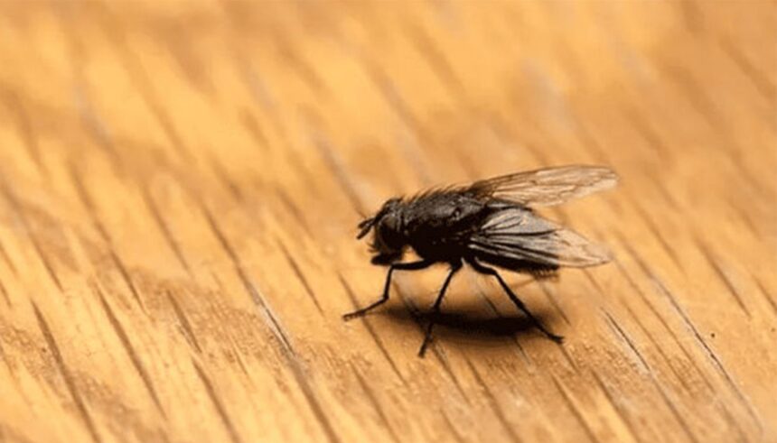 Descoperă metoda rapidă de a alunga muștele în 3 minute, folosind un ingredient obișnuit din cămară 1 cum sa scapi de muste in doar 3 minute cu un ingredient banal pe care oricine il are in bucatarie 684527e0302ba