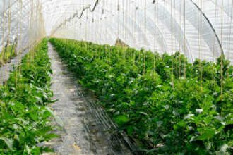 cum scapi rapid de musculita neagra de pe rosii insecticidul natural care functioneaza din prima 6851702cedc73