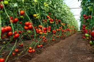 cum se uda corect rosiile din gradina trucuri de la experti pentru a nu distruge recolta 684bee59800c2