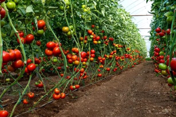 cum se uda corect rosiile din gradina trucuri de la experti pentru a nu distruge recolta 684bee59800c2