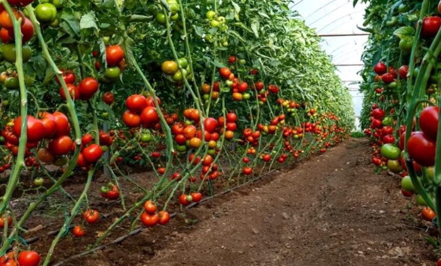 Secretele udării roșiilor: Sfaturi de la specialiști pentru o recoltă bogată și sănătoasă 1 cum se uda corect rosiile din gradina trucuri de la experti pentru a nu distruge recolta 684bee59800c2