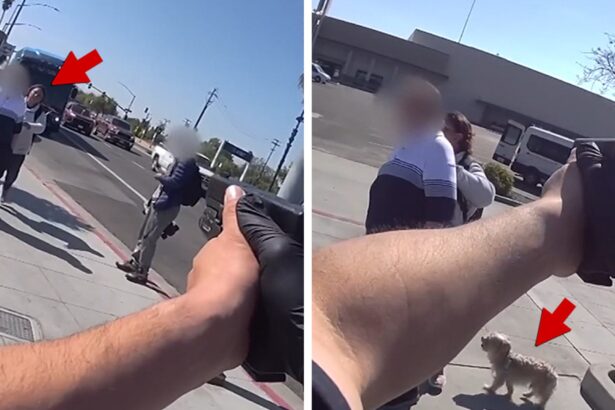cute dog survives deadly police involved shooting in california video shows 683ef273c57f8