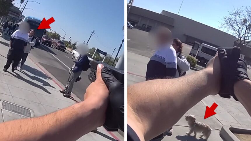 Câinele adorabil supraviețuiește unei împușcături fatale în care a fost implicată poliția în California 1 cute dog survives deadly police involved shooting in california video shows 683ef273c57f8