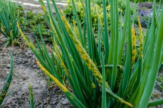 de ce se ingalbeneste usturoiul si ce trebuie sa faci pentru a salva rapid cultura 683dcb8452b17