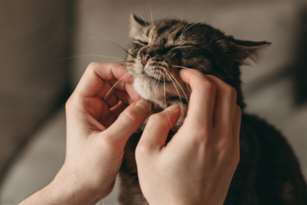 de ce torc pisicile cercetatorii japonezi au descoperit o gena care explica acest comportament vocal 6846b8e1ee4c3