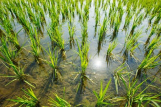 de la criza la surplus india da cantitati record de orez pentru productia de etanol 685d0e18674f9