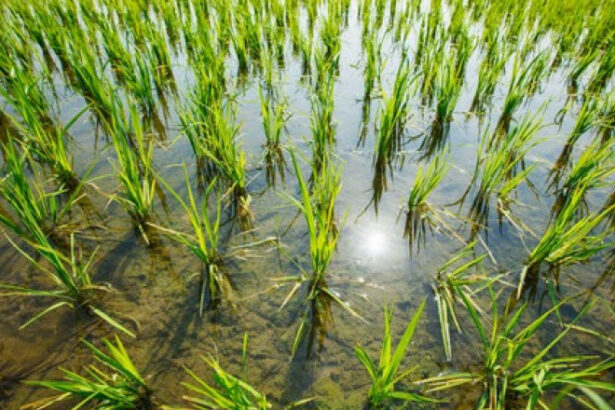 de la criza la surplus india da cantitati record de orez pentru productia de etanol 685d0e18674f9