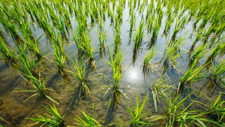 De la deficit la abundență: India livrează cantități istorice de orez pentru fabricarea etanolului. 1 de la criza la surplus india da cantitati record de orez pentru productia de etanol 685d0e18674f9