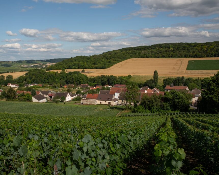 Angajați ai companiei care a furnizat culegători de struguri pentru șampanie, judecați pentru trafic de persoane 1 employees at firm that supplied grape pickers for champagne on trial for human trafficking 6854de82c864c