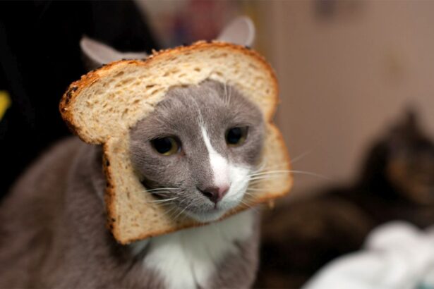 este painea sau nu buna pentru pisici expertii veterinari au deslusit misterul 6847fc52a80bf
