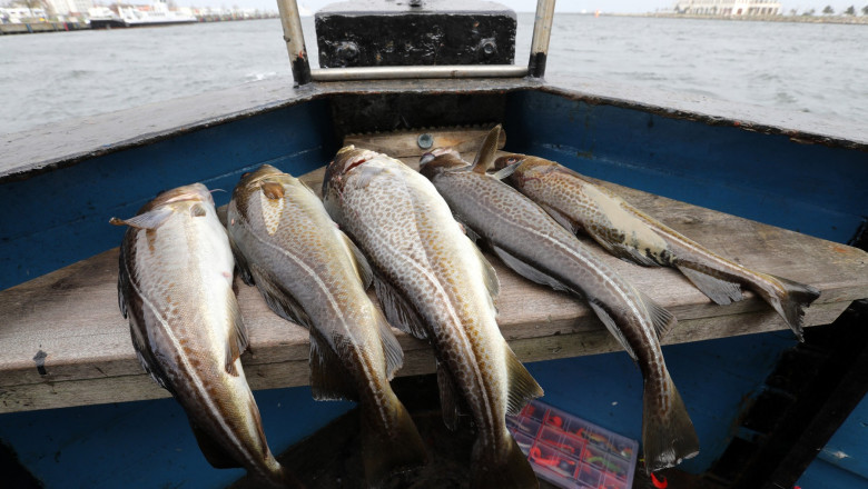 Declinul alarmant al codului din Marea Baltică: o adaptare dramatică pentru a evita capturarea în plase. 1 evolutia ingrijoratoare a unei specii de peste pentru supravietui codul din marea baltica se micsoreaza ca sa scape din plase 686193f4b7e9b