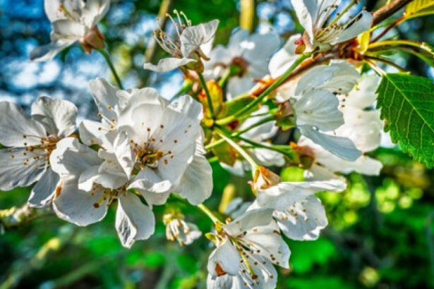 fenomen ingrijorator in arad ciresii au inflorit pentru a doua oara in acest an in mai multe zone din judet 685c1d2764ecd