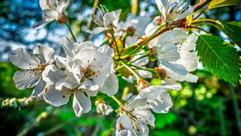 Un eveniment neobișnuit în Arad: cireșii au revigorat florile pentru a doua oară în acest an în diverse colțuri ale județului. 1 fenomen ingrijorator in arad ciresii au inflorit pentru a doua oara in acest an in mai multe zone din judet 685c1d2764ecd