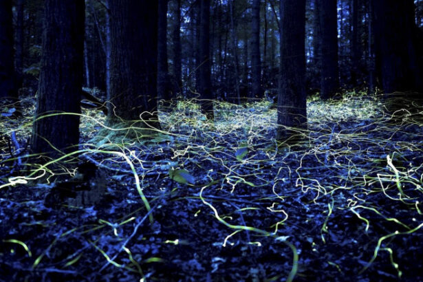 galerie foto fantomele albastre din asheville cum ar putea o specie rara de licurici sa fie cheia refacerii unui oras devastat de uraganul helene 683bdbc721f94