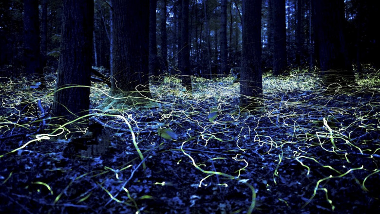 „Lumini misterioase în Asheville: Secretul unei specii rare de licurici pentru revitalizarea orașului afectat de uraganul Helene” 1 galerie foto fantomele albastre din asheville cum ar putea o specie rara de licurici sa fie cheia refacerii unui oras devastat de uraganul helene 683bdbc721f94