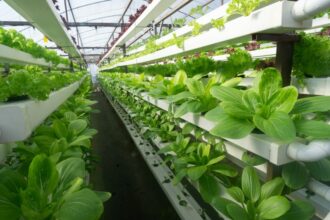 ingrasamant natural pentru o gradina sanatoasa hraneste pamantul nu doar plantele 684c177c68eb1