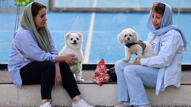 Restricții tot mai severe în Iran: Plimbarea și transportul câinilor cu autoturismul, interzise în numeroase orașe 1 interdictii tot mai dure in iran plimbatul cainilor si transportul acestora cu masina interzise in mai multe orase 6846c0d820669