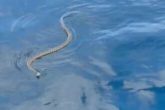 invazie de serpi in ibiza turistii prea speriati ca sa mai intre in apa situatia provoaca panica la nivelul intregii insule 68511757b0561