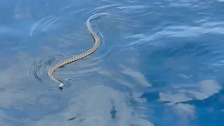 Șerpii invadatori din Ibiza creează panică printre turiști: „Oamenii se tem să se mai apropie de apă” 1 invazie de serpi in ibiza turistii prea speriati ca sa mai intre in apa situatia provoaca panica la nivelul intregii insule 68511757b0561