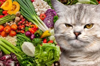 leguma toxica pentru toate pisicile nu ii da sa manance asa ceva niciodata 685122b74da16