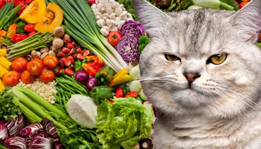 O legumă periculoasă pentru pisici: evită să le-o oferi cu orice preț! 1 leguma toxica pentru toate pisicile nu ii da sa manance asa ceva niciodata 685122b74da16