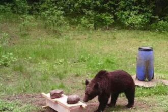 lithuanian hunters refuse to kill bear that ambled around capital for two days 6853e3a425ae8