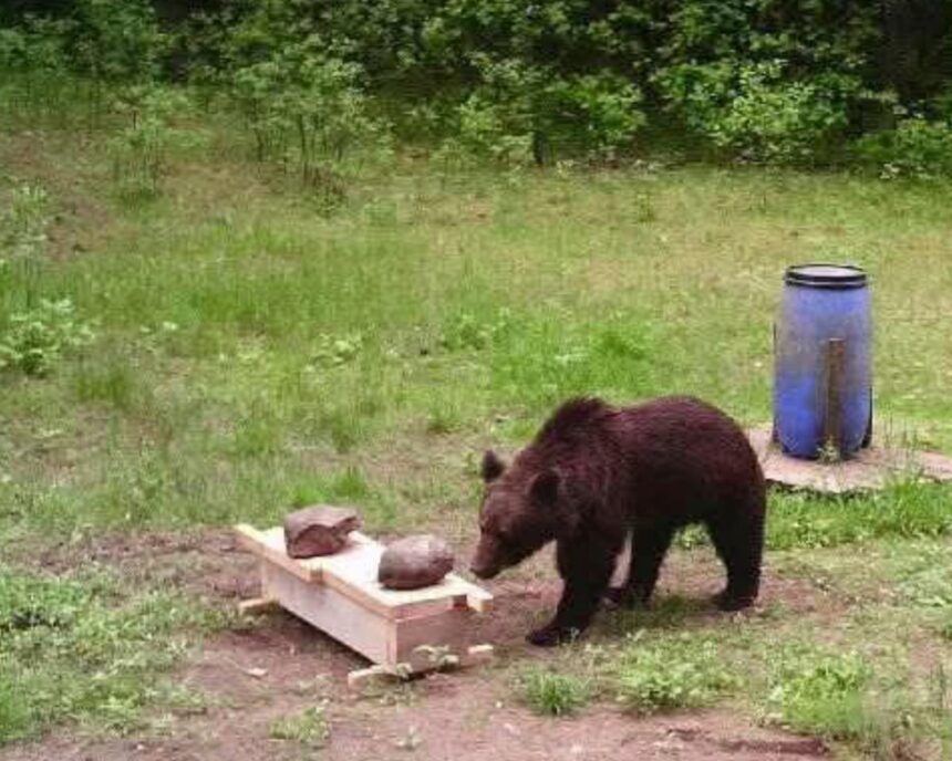 Vânătorii lituanieni se opun vânătorii unui urs care a hoinărit timp de două zile prin capitală 1 lithuanian hunters refuse to kill bear that ambled around capital for two days 6853e3a425ae8