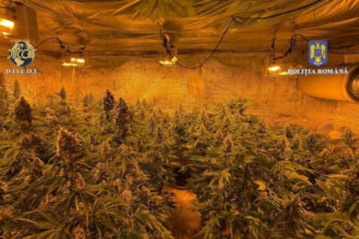 locuinta unui barbat din judetul valcea plina de plante de cannabis politistii au descoperit ca unele se apropiau de 150m inaltime 684b1cb07f68a