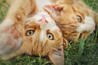 misterul pisicilor portocalii elucidat de cercetatori de ce sunt mai multi masculi decat femele 683bd293be3dc