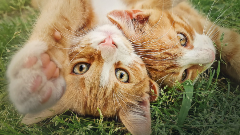 Enigma felinei de culoare portocalie: De ce predomină masculii în rândul lor? 1 misterul pisicilor portocalii elucidat de cercetatori de ce sunt mai multi masculi decat femele 683bd293be3dc