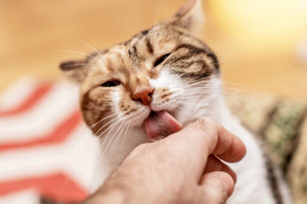 motivul pentru care pisica te spala cu limba dupa care te musca mesajul pe care vrea sa ti l transmita 6842d94974a03