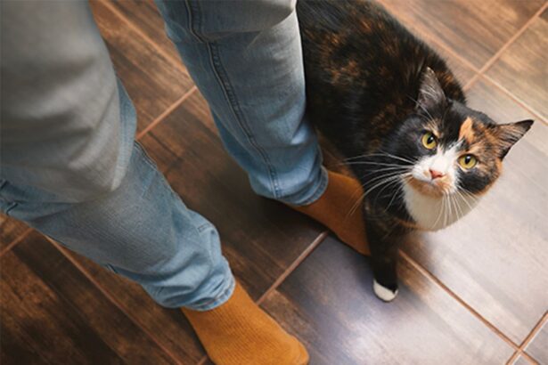 motivul real pentru care pisica te urmareste peste tot in casa ce mesaj vrea sa ti transmita de fapt 684bdba6a9cd3